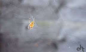 Experts say the species are not normally aggressive towards humans and bites are rare, but if the spiders are caught in clothing, prodded or squashed they may attack. How To Get Rid Of Spiders 17 Easy Tips That Really Work Expert Home Tips