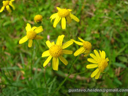 Image result for Senecio madagascariensis