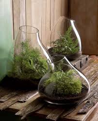 Modern Glass Terrarium Indoor Garden Planter Nova68 Modern Design Succulents In Glass Plants Glass Terrarium