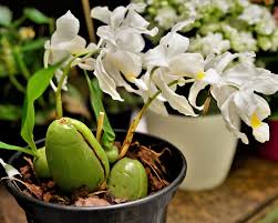 Image result for orchid cuttings
