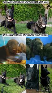 This breed is very intelligent and quick. Working Line German Czech Shepherd And Puppies For Sale Home Facebook