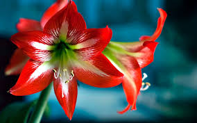 Image result for Hippeastrum