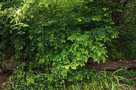 Image result for Indigofera ormocarpoides