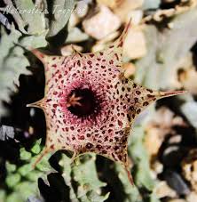 Image result for Huernia leachii