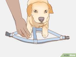 Learn how to put on a dog harness before causing any harm to your furry friend. 3 Ways To Put On A Dog Harness Wikihow