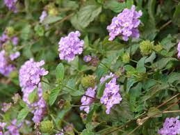 Lantana Montevidensis Lila Purple Lantana Lantana Shade Plants