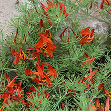 Image result for Lotus berthelotii