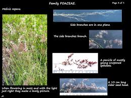 Image result for Melinis longiseta