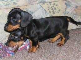 All our beautiful puppies are come from our professional private breeders… Miniature Dachshund Puppies For Sale Buffalo Ny 135668