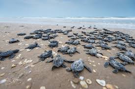 Padre Island Park Cancels Public Sea Turtle Releases