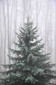 Pine Tree Christmas Hintergrund Weihnachten Weihnachten Hintergrundbilder Bilder