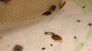 Some have a hard shell, others a softshell but both can threaten a plant's vigor or cause yellow or wilted leaves. Forget Bedbugs These Bugs Are More Common And More Harmful Marketwatch