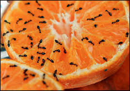 Scientific methods of getting rid of ants. How To Make And Use Homemade Ant Bait Traps