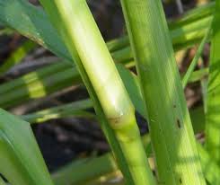 Image result for Panicum monticola