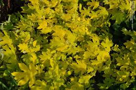 Check spelling or type a new query. Plantfiles Pictures Oakleaf Hydrangea Little Honey Hydrangea Quercifolia By Mgarr
