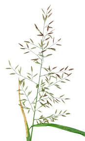 Image result for Eragrostis minor