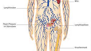 So ist das lymphsystem aufgebaut jeder mensch verfügt neben dem blutkreislauf auch über einen lymphkreislauf. Lymphsystem Abfalltransport Durch Den Korper Br Wissen