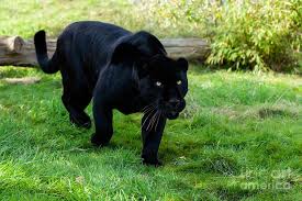 Black Jaguar Hunting By Sarah Cheriton Jones Black Jaguar Black Jaguar Animal Jaguar Animal