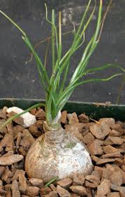 Image result for Albuca setosa