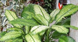 Dieffenbachia Rudolph Roehrs Plants Dracaena Rudolph