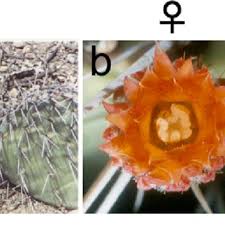 The survival rate of the male and female adults was measured on randomly selected female (n ϭ 51) and male (n ϭ 50) moths. Pdf Inception Of Maleness Auxin Contribution To Flower Masculinization In The Dioecious Cactus Opuntia Stenopetala