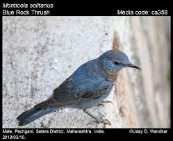 Image result for Searsia monticola