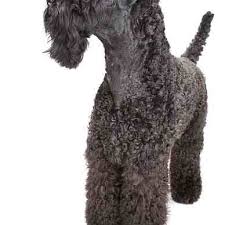 Quickly find the best offers for blue terrier puppies for sale on newsnow classifieds. Kerry Blue Terrier Petmania Advice Centre What Dog Is Right For Me