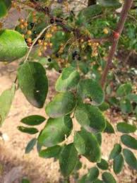 Image result for Phyllanthus muellerianus