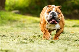 We did not find results for: Nine Dog Breeds At Higher Risk Of Heatstroke And What You Can Do To Prevent It