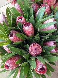 Pink Ice Proteas South African Native Flowers Adelaide Hills Flower Farm Flower Farm Protea Flower Flowers