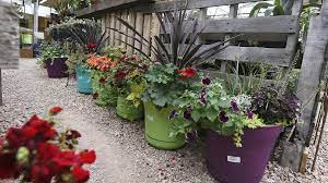 I love figuring out which plants will go together. Container Gardening Good Things Grow In Small Spaces Lifestyle Gazette Com