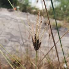 Image result for Chloris roxburghiana