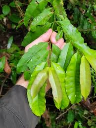 Image result for Craterispermum schweinfurthii