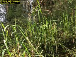Image result for Scleria foliosa