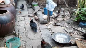 Vịt ( duck ) +‎ xiêm ( siamese ). Con Vá»‹t Xiem Youtube