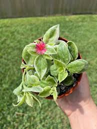 Image result for Thunbergia graminifolia