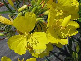 This plant will provide nectar and pollen for bees and the many other types of pollinating insects. Oenothera Cold Crick Pupalka Zahradnictvi Krulichovi Zahradnictvi Kvetinarstvi Trvalky Skalnicky Bylinky A Koreni