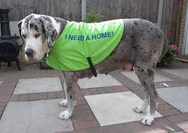 Absoultely fabulous great dane puppies Daneline International Charitable Foundation Great Dane Rescue Urgent Appeal Can You Foster Or Adopt A Great Dane