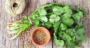 Image result for growing coriander