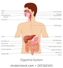 Human Digestive System Images Stock Photos Vectors