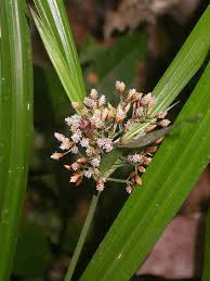 Image result for Hypolytrum