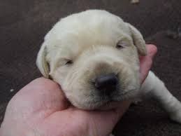 Silver labs, silver lab puppies and lab puppies on pinterest. Labrador Puppies For Sale In Lake Geneva Wisconsin Classified Americanlisted Com