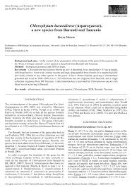 Image result for Chlorophytum burundiense