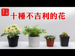 十種不吉利的花 養了霉運連連 看看你家有沒有 大佬你好啊 youtube planter pots planters plants