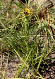 Image result for Berkheya zeyheri