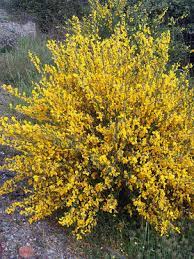 Broom Scotch Broom Cytisus Scoparius