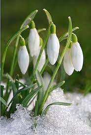 Individual flowers about 1 inch across; Five Easy Winter Flower Bulbs For Your Garden