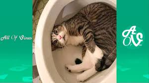 جای تو هر روز دارم حرف میزنم دایم با اون عکسای بی حونت. Ø·Ø±Ø§Ø¦Ù Ø§Ù„Ø­ÙŠÙˆØ§Ù†Ø§Øª Ø§Ù„ØªÙ‰ ØªØ¬Ø¹Ù„Ùƒ ØªØ¨ÙƒÙŠ Ù…Ù† ÙƒØ«Ø±Ø© Ø§Ù„Ø¶Ø­Ùƒ Ø¹Ù†Ø¯ Ù…Ø´Ø§Ù‡Ø¯ØªÙ‡Ø§ Ø²ÙˆØ´Ù†