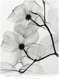 Black And White Flower Framed Wall Art Art Com Dogwood Blossoms Positive Framed Wall Art Blossoms Art Art Positive Art