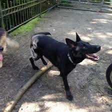 Black women we need to get it together us being mad ain't going to change nothing or make your baby daddy love you use that energy to do better in your lifestyle. Urgent German Shepherd Dog Jet In Kennels North Wales Gsdr